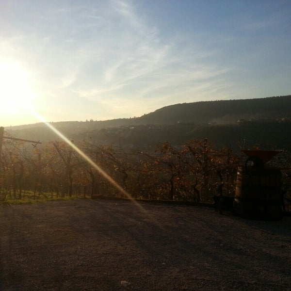 Das Foto wurde bei Fratelli Vogadori - Amarone Valpolicella Family Winery von Cassio R. am 12/3/2013 aufgenommen