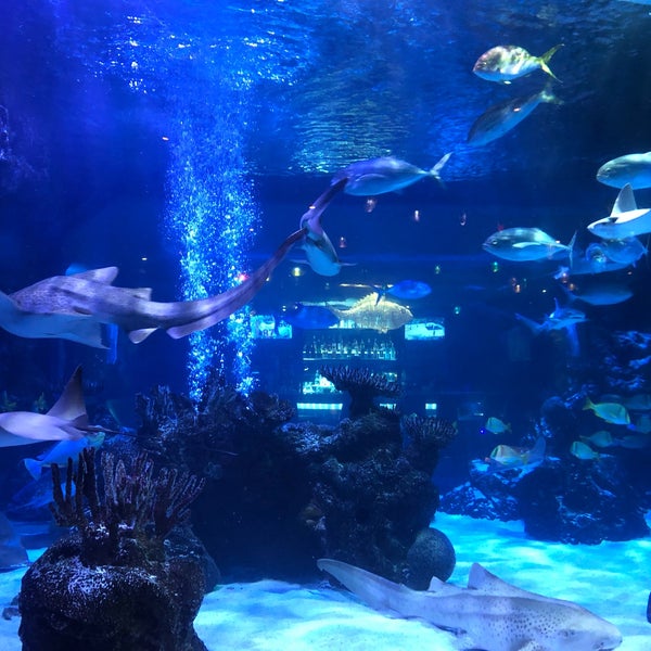 Ресторан аквариум нижневартовск