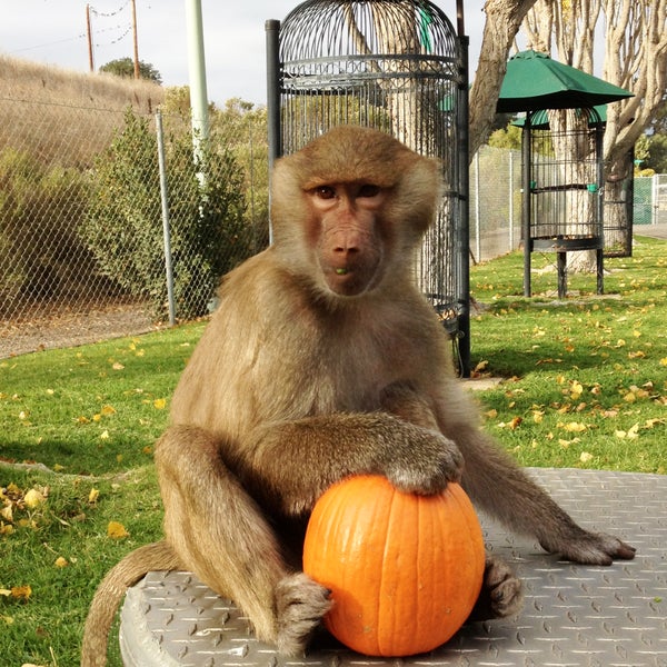 Happy Halloween from the "Wild Things" at Monterey Zoo!  We are open for tours every day at 1pm.