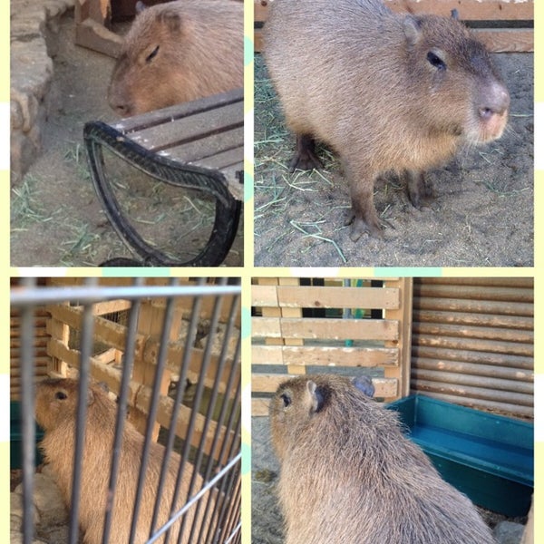 Oca Zoo 西区 1 Tip