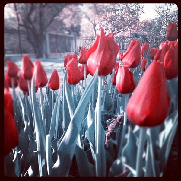 IU Psychology Department Indiana University Bloomington, IN