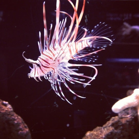 5/15/2012 tarihinde Brad C.ziyaretçi tarafından Old Town Aquarium'de çekilen fotoğraf