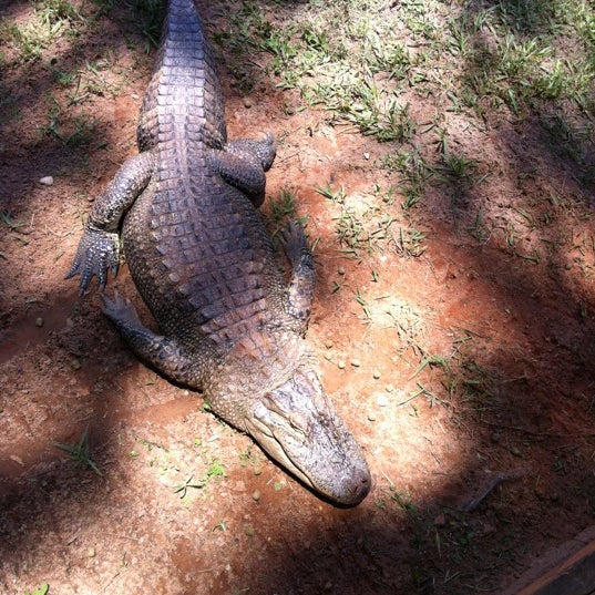 6/13/2012 tarihinde Kirk B.ziyaretçi tarafından Alabama Gulf Coast Zoo'de çekilen fotoğraf