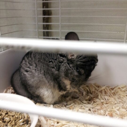 Photos At Petland Discounts Ozone Park 2 Tips