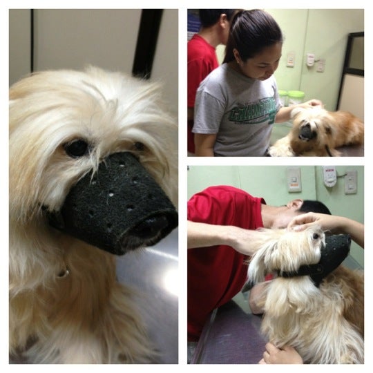 Photos At Sacred Heart Animal Clinic Sacred Heart 17 Visitors