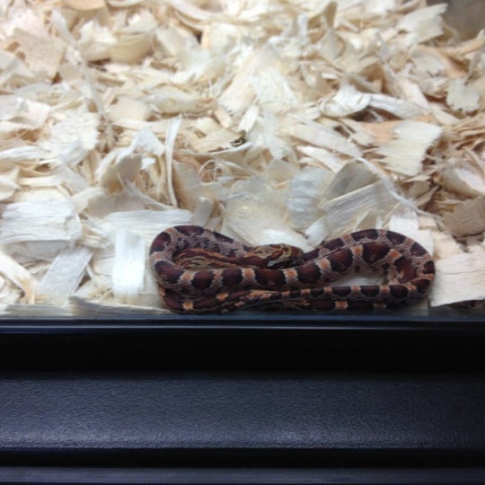 Petco Pet Store in Milford