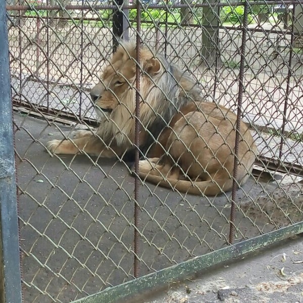 Зоопарк витебск