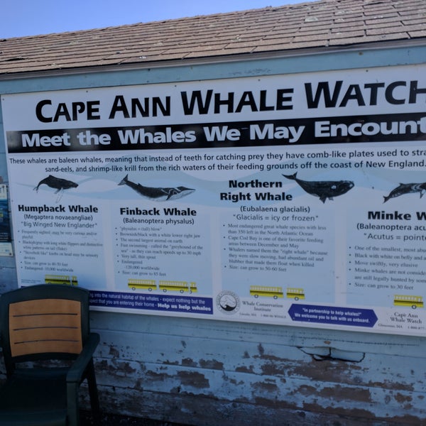 9/1/2017 tarihinde Michael L.ziyaretçi tarafından Cape Ann Whale Watch'de çekilen fotoğraf