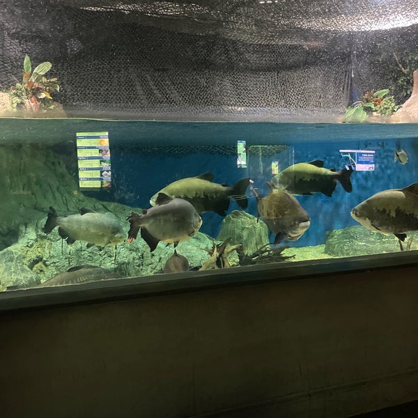 Foto scattata a OdySea Aquarium da Debi F. il 10/6/2023