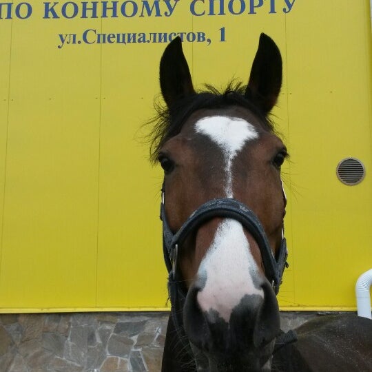 Сшор по конному спорту