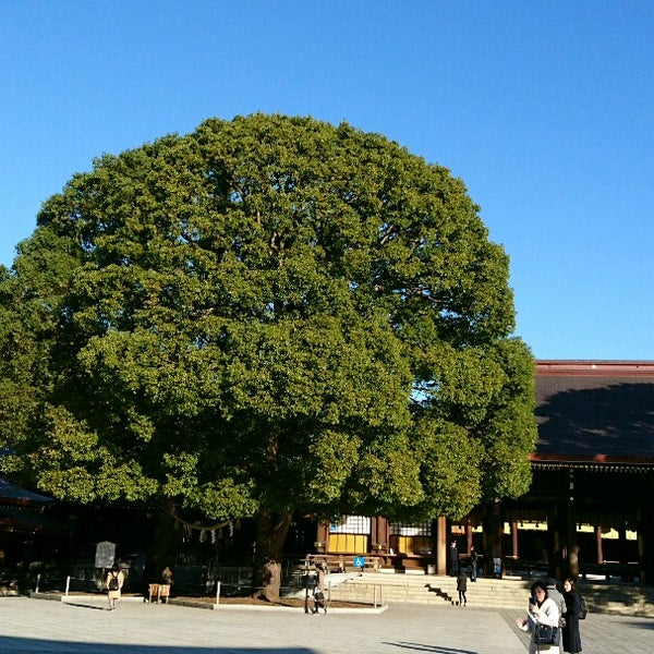 夫婦楠 明治神宮 119 Visitors 夫婦楠 明治神宮 119 Visitors