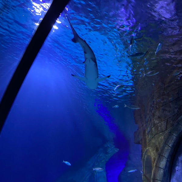 รูปภาพถ่ายที่ Funtastic Aquarium İzmir โดย Neslihan Ş. เมื่อ 11/30/2021