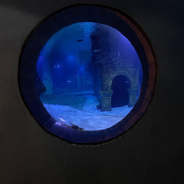11/30/2021 tarihinde Neslihan Ş.ziyaretçi tarafından Funtastic Aquarium İzmir'de çekilen fotoğraf