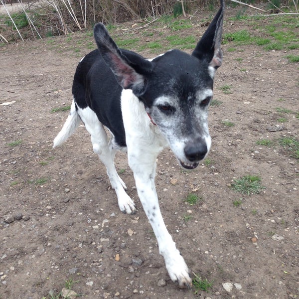 Mutt Run Lawrence, KS