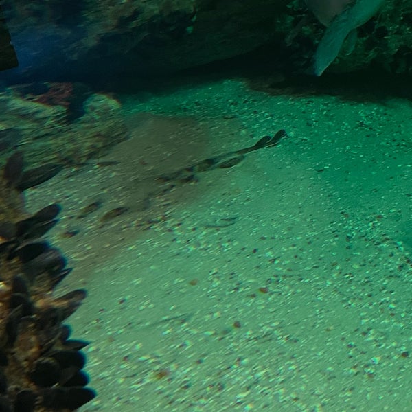 Foto diambil di National Aquarium oleh Andrew C. pada 4/16/2022