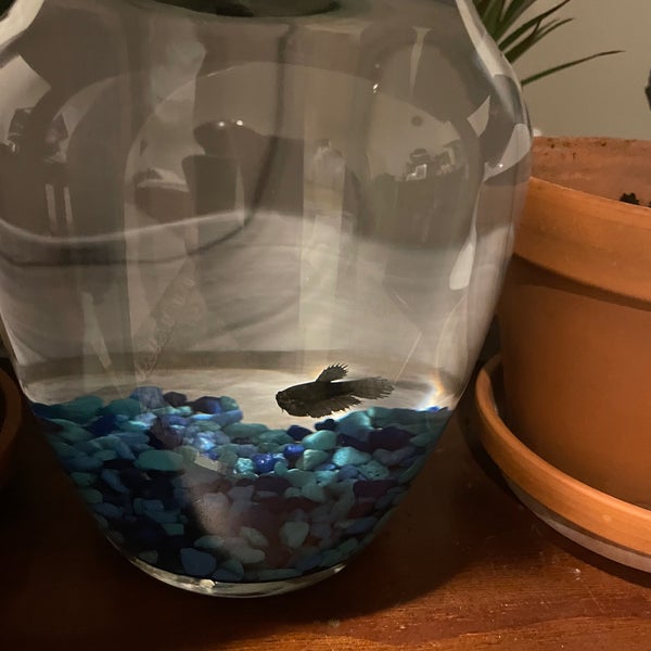 PetSmart Pet Supplies Store in Hamilton