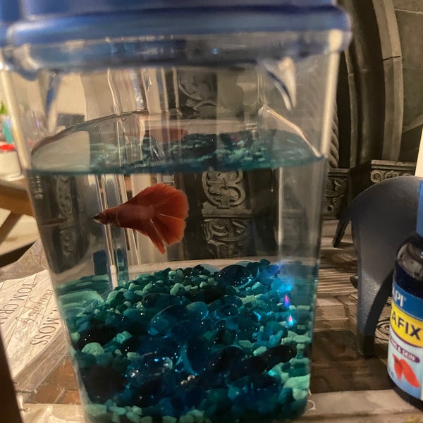 PetSmart Pet Supplies Store in Hamilton