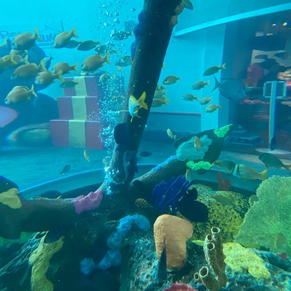 Photo taken at Ripley&#39;s Aquarium of the Smokies by Alex N. on 2/16/2021