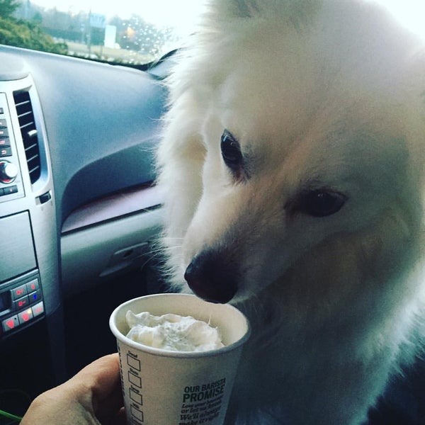 Dog Park at Godown Park 10 tips