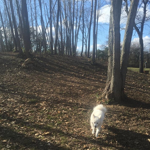 Dog Park at Godown Park 10 tips