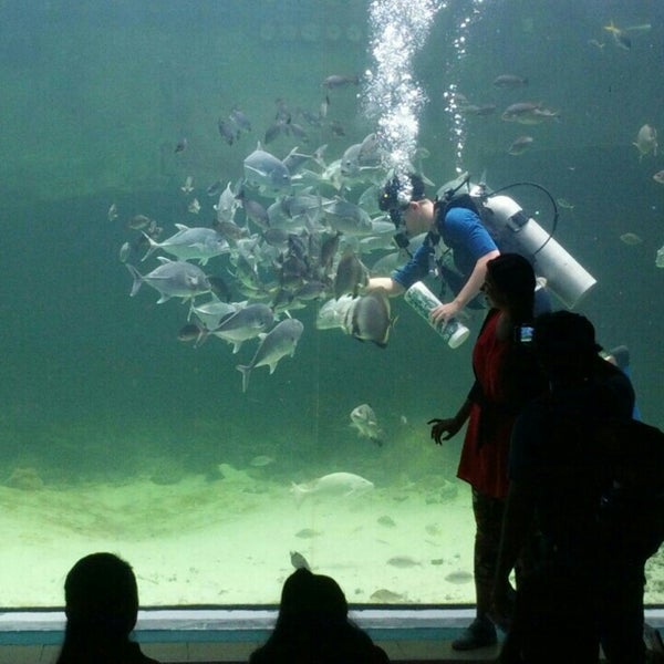 Green connection aquarium
