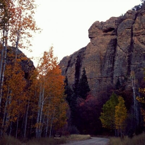 Клен крупнозубчатый. Кленовая роща осенью канада. Кленовая роща осень канада. Кленовые рощи в канаде. Клен красный сканлон.