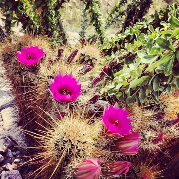 Das Foto wurde bei Desert Botanical Garden von Daniel L. am 4/13/2013 aufgenommen