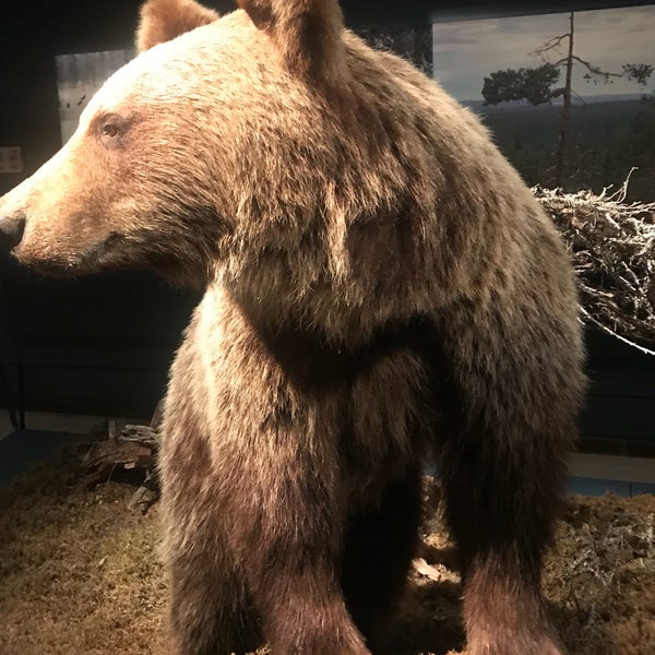 1/28/2018 tarihinde Duygu S.ziyaretçi tarafından Arktikum'de çekilen fotoğraf