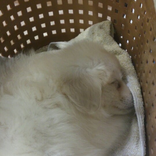 Foto Di どい動物病院 龍野エルザ Veterinarian Di Tatsuno