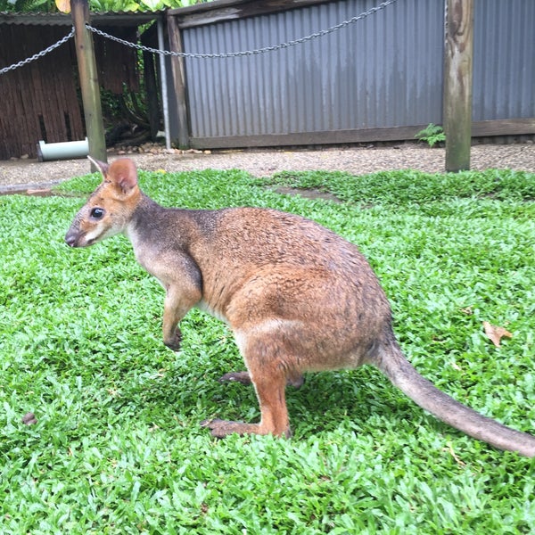 Photo taken at Kuranda Koala Gardens by syk on 1/1/2016
