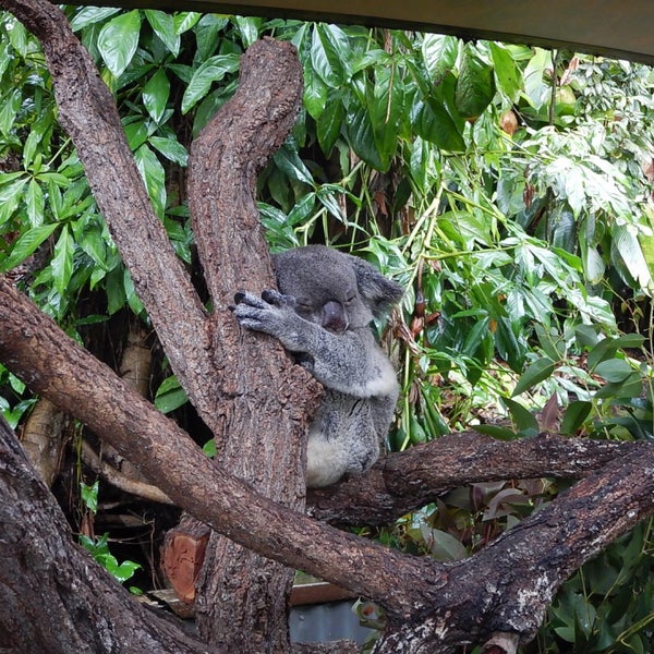 12/31/2015 tarihinde sykziyaretçi tarafından Kuranda Koala Gardens'de çekilen fotoğraf