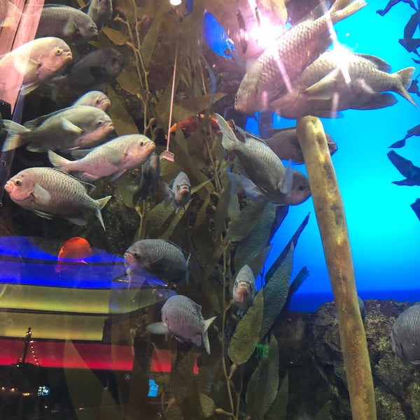 Foto tomada en Georgia Aquarium  por Dianna M. el 9/20/2019