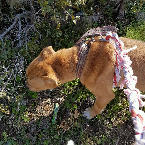 Bodrum Belediyesi Gecici Hayvan Bakimevi Turgutreis Animal Shelter Bodrum Belediyesi Gecici Hayvan Bakimevi Turgutreis Animal Shelter