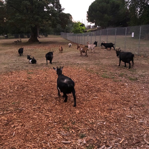 Снимок сделан в The Belmont Goats пользователем Courtney 8/18/2019