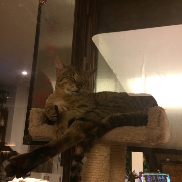 Photos At 喵先生猫咖啡馆 Cafe In 杭州市