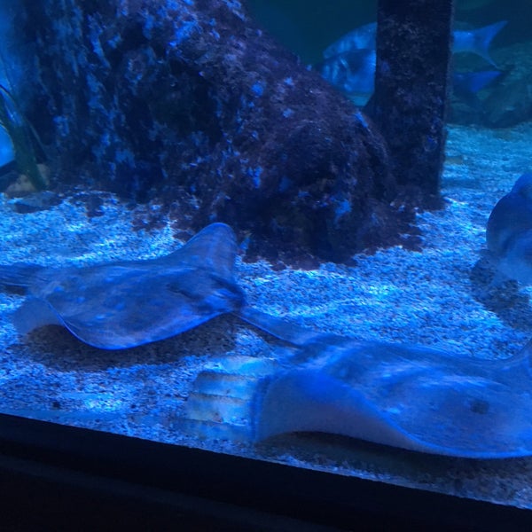 Photo taken at Sea Life by William v. on 7/20/2019