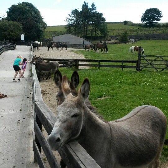 Home of Rest for Old Horses Animal Shelter