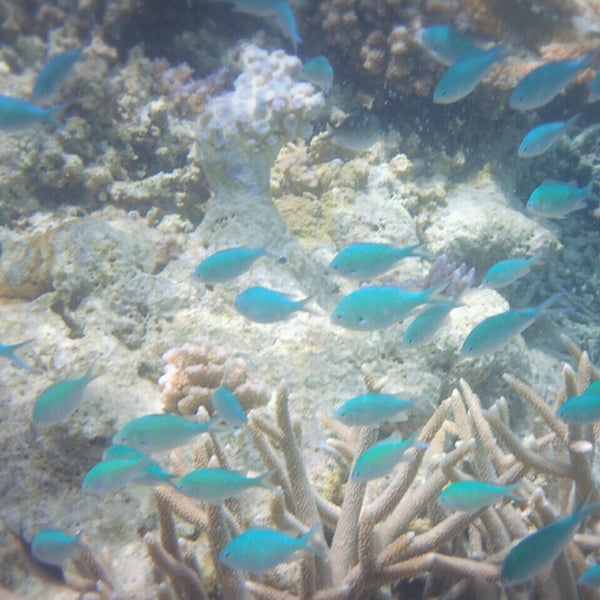 Photos At Ebiil Channel Dive Spot