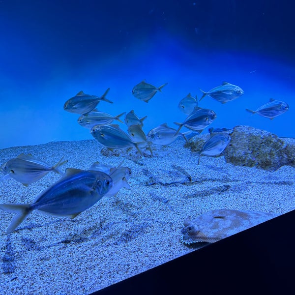 รูปภาพถ่ายที่ Monterey Bay Aquarium โดย Brian J. เมื่อ 4/4/2024