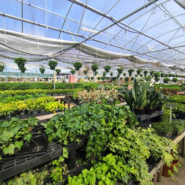 Buds & Blooms 5 visitors