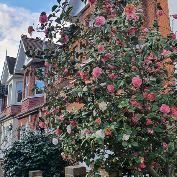 Saucer & Cup Coffee Shop in Wimbledon Park