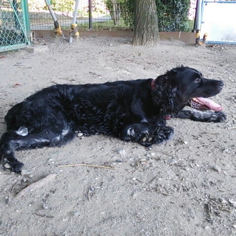 Photos At 犬の遊び場 金沢区 金沢区海の公園10 Photos At 犬の遊び場 金沢区 金沢区海の公園10