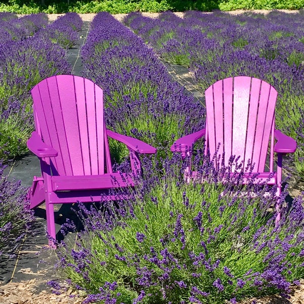 6/25/2017에 Terri N.님이 Lavender By the Bay - New York&#39;s Premier Lavender Farm에서 찍은 사진