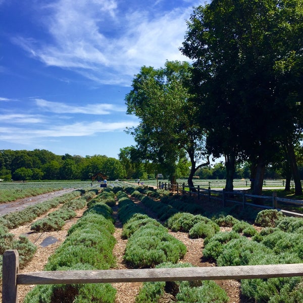 8/28/2016에 Terri N.님이 Lavender By the Bay - New York&#39;s Premier Lavender Farm에서 찍은 사진
