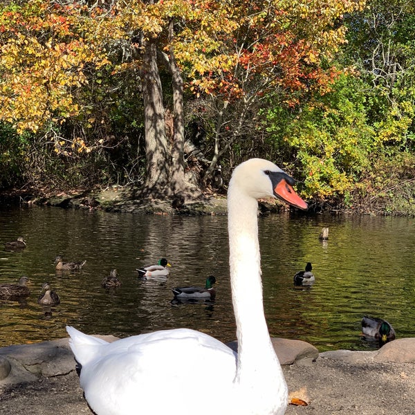 The Duck Pond East Hampton, NY