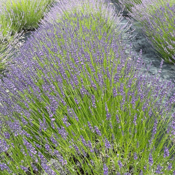 รูปภาพถ่ายที่ Lavender By the Bay - New York&#39;s Premier Lavender Farm โดย Terri N. เมื่อ 7/5/2021