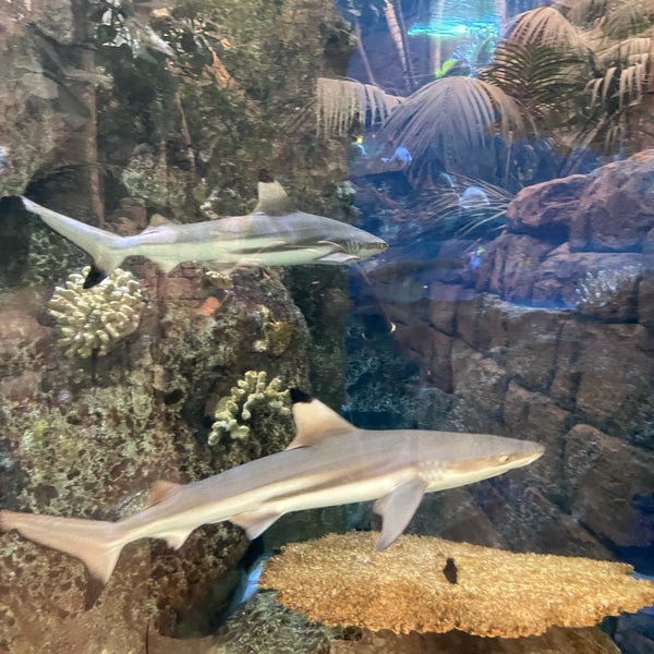 Photo taken at Shark Reef Aquarium by Ishani S. on 5/21/2021