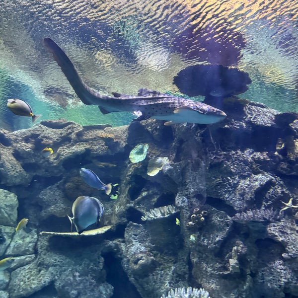 Foto tirada no(a) Shark Reef Aquarium por Ishani S. em 4/14/2024