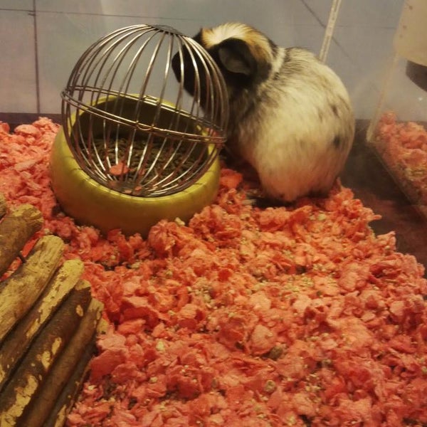 Pet Lovers Centre Pet Store In Klang