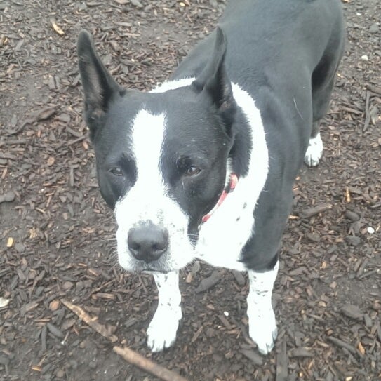 Cherry Ave Dog Park 4 tips from 110 visitors